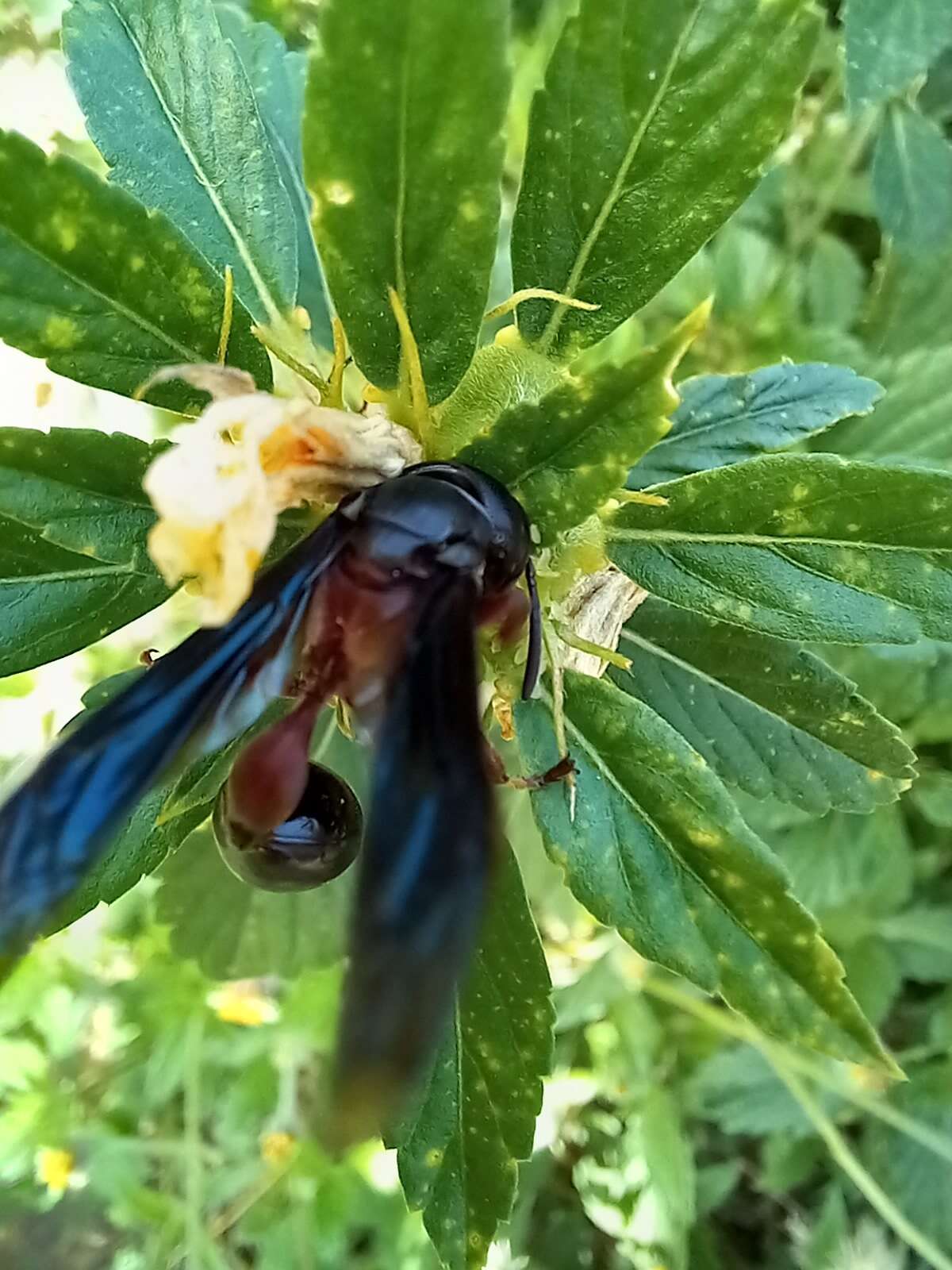 Zethus mexicanus (Linnaeus 1767)的圖片