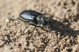 Image of Cicindela (Cicindela) plutonica Casey 1897