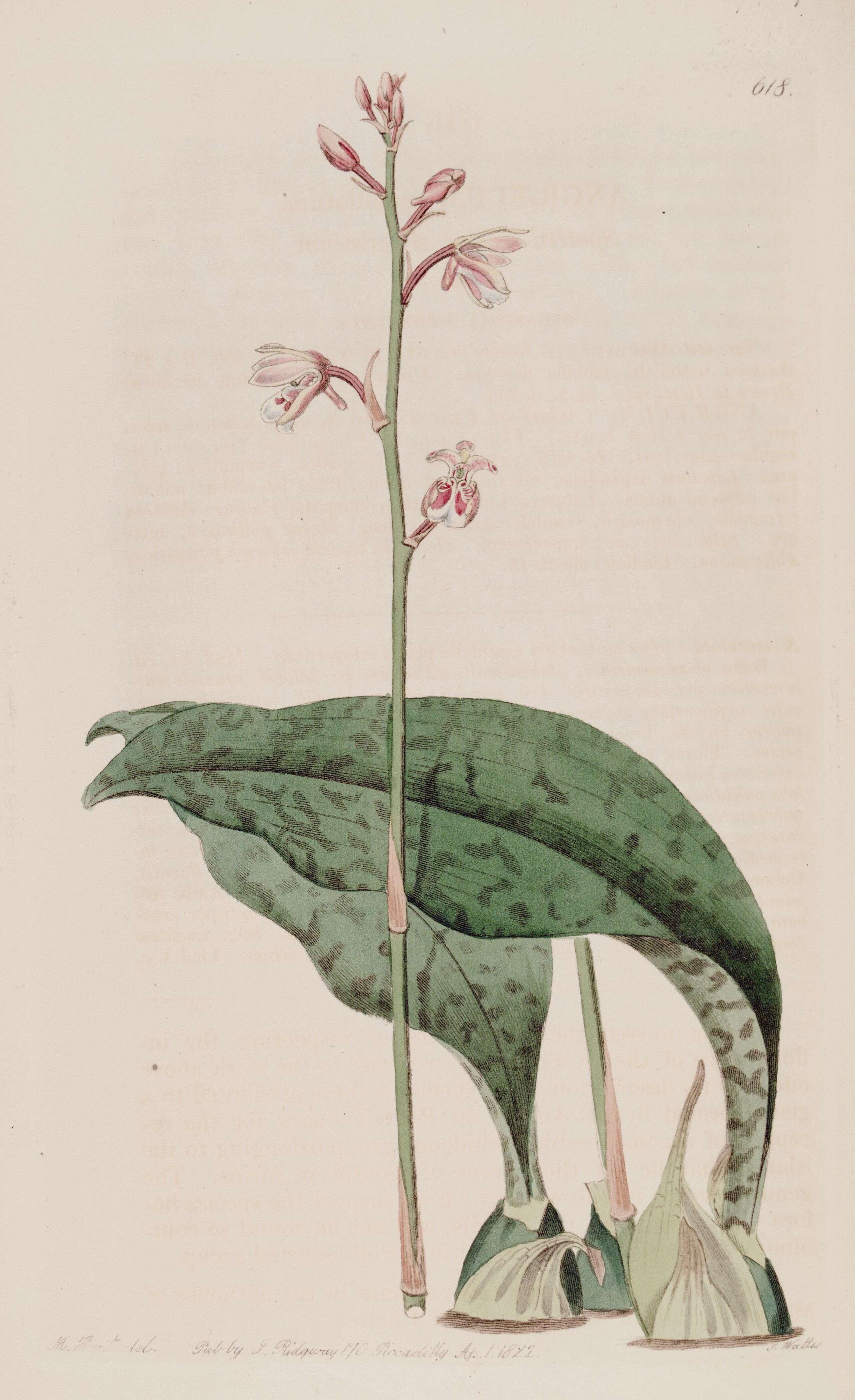 Image of Monk orchid