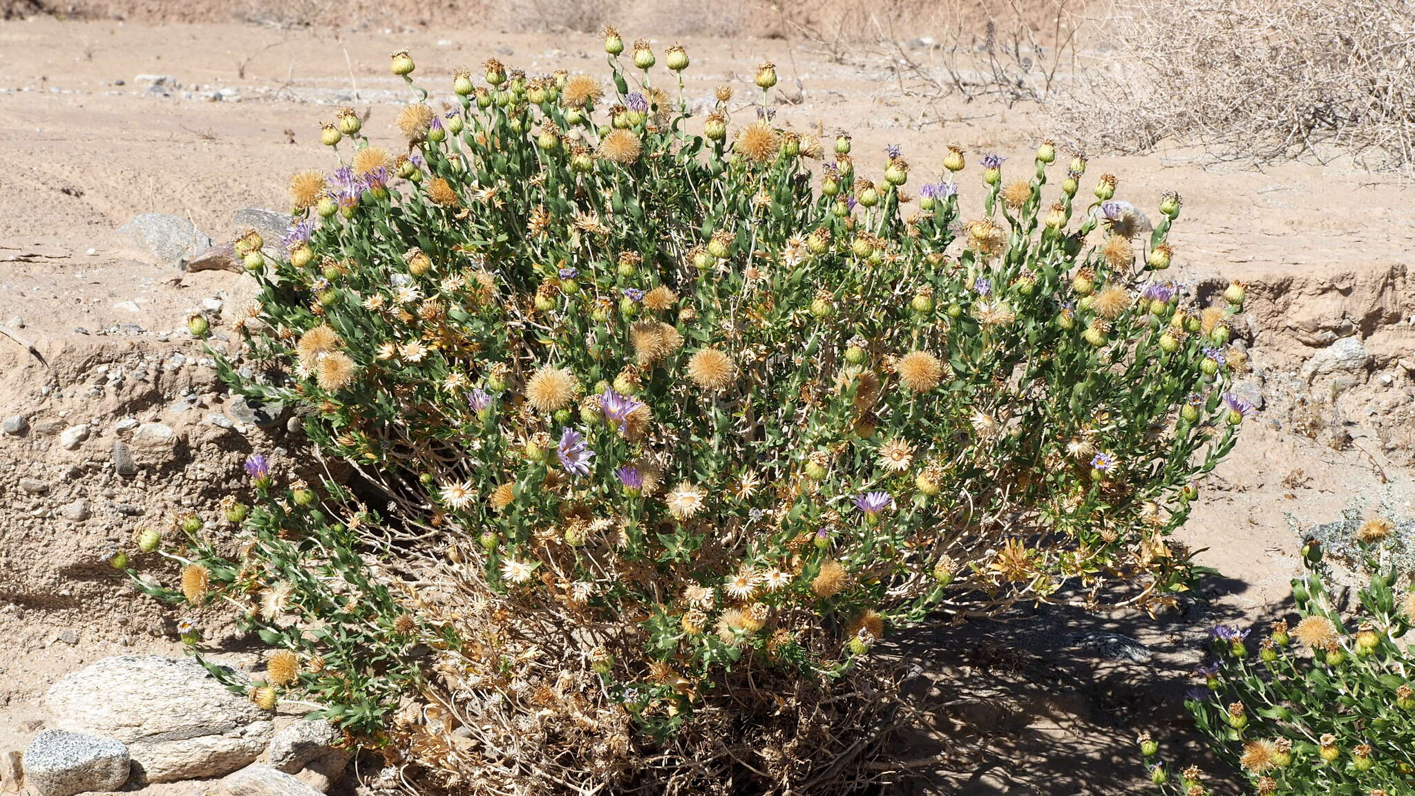 Image of Orcutt's aster