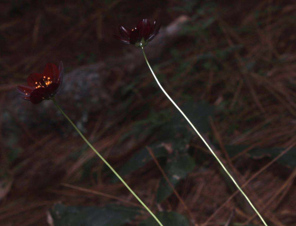 Image of Chocolate Cosmos