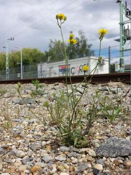 Image of bristly hawksbeard