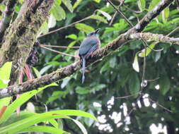 Image of Keel-billed Motmot