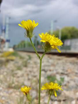 Image of bristly hawksbeard