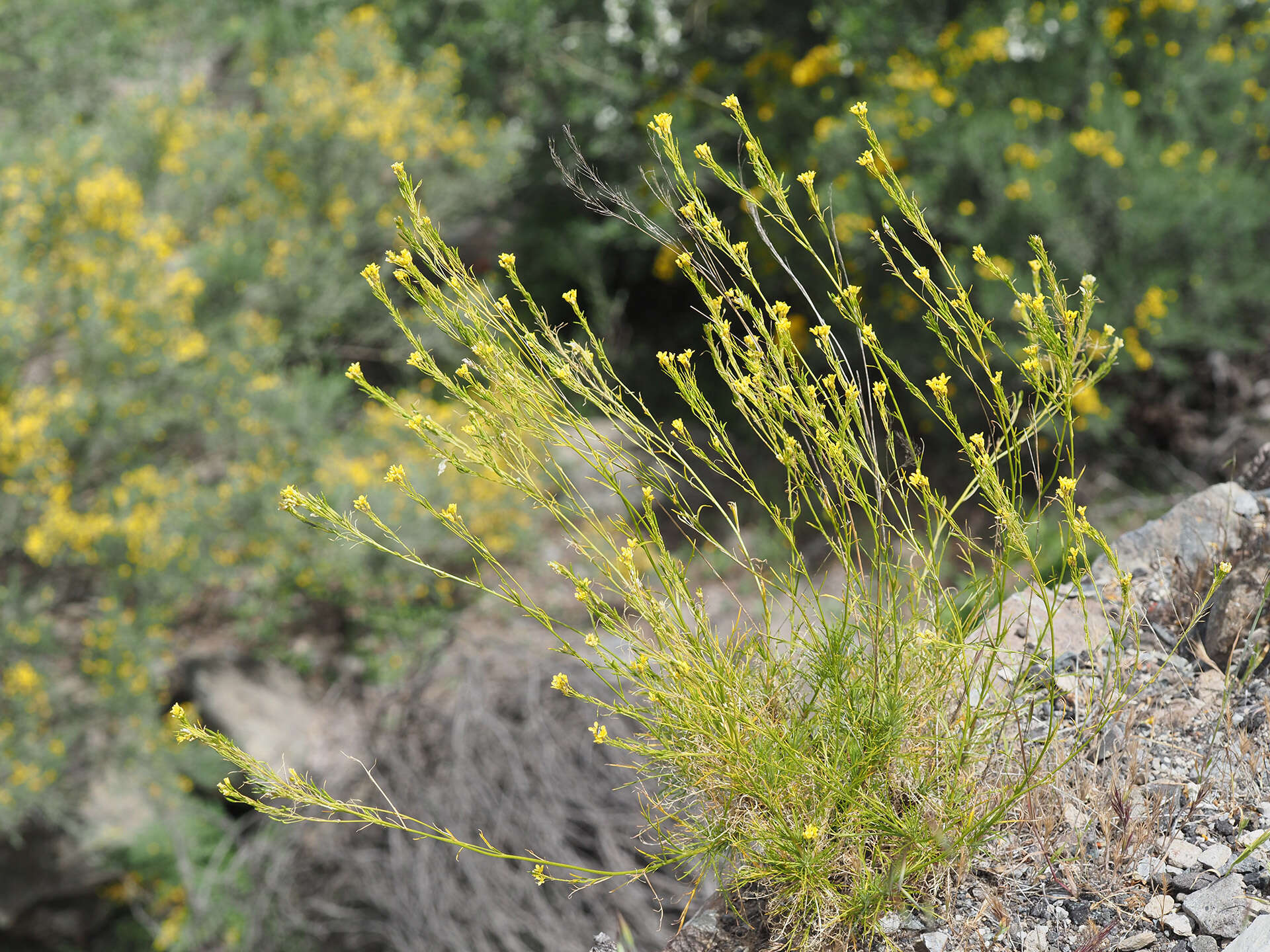 Image of Descurainia preauxiana (Webb) Webb ex O. E. Schulz