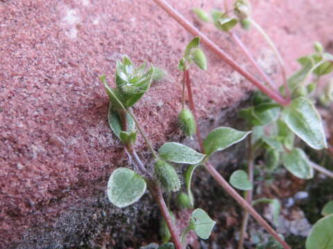 Image of common chickweed