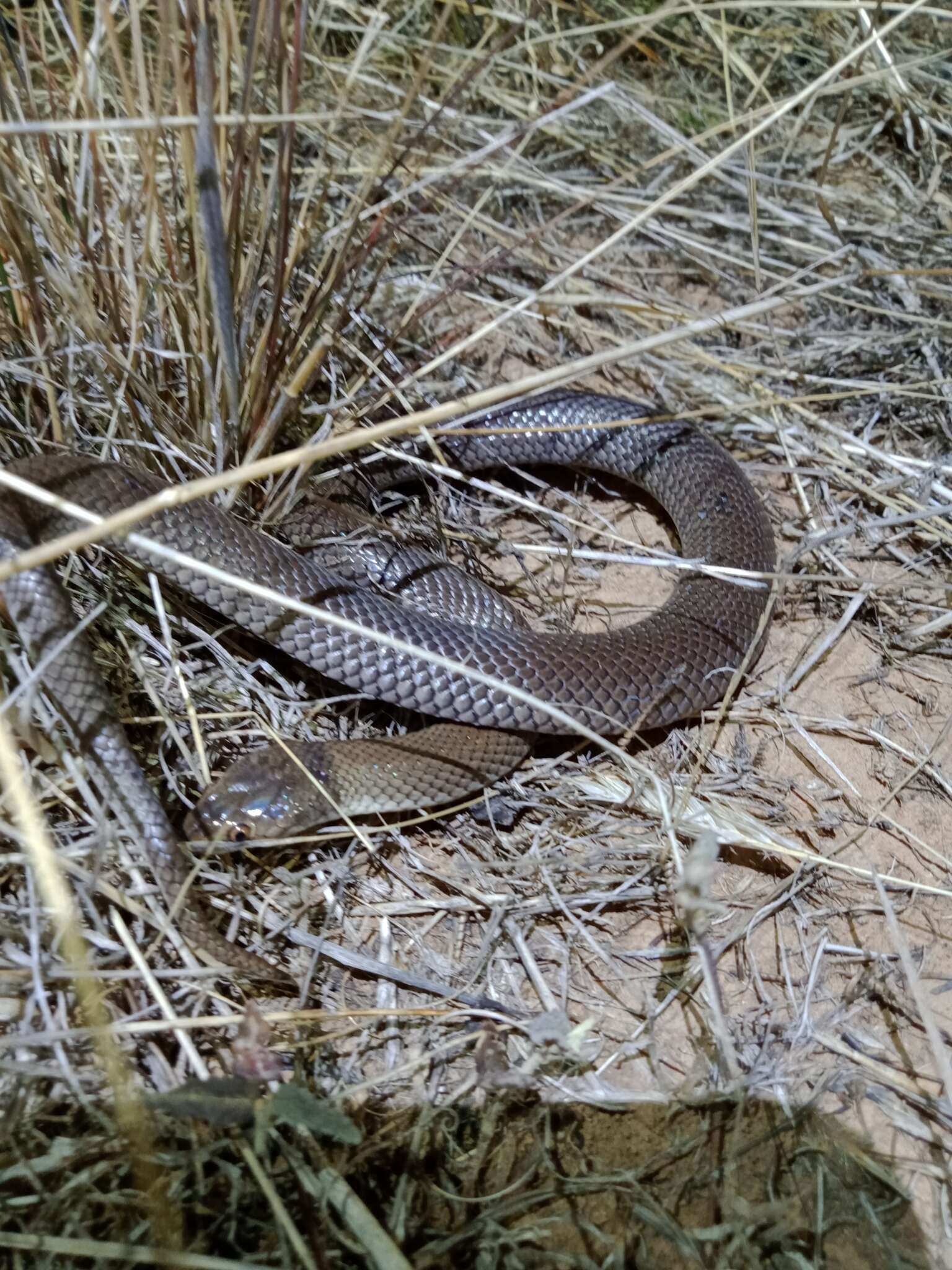 Image of Curl snake