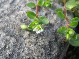 Image of common chickweed