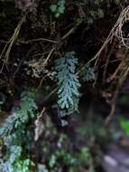 صورة Hymenophyllum holochilum (v. d. Bosch) C. Chr.