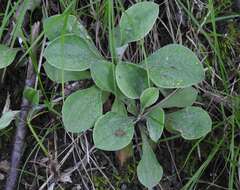 Antennaria parlinii subsp. fallax (Greene) R. J. Bayer & G. L. Stebbins resmi