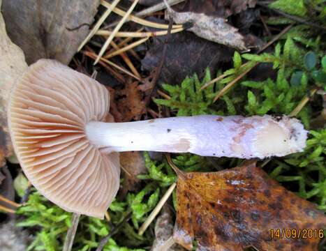 Image of Cortinarius collinitus (Sowerby) Gray 1821