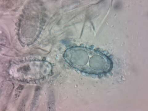 Image de Pachyella adnata (Berk. & M. A. Curtis) Pfister 1974