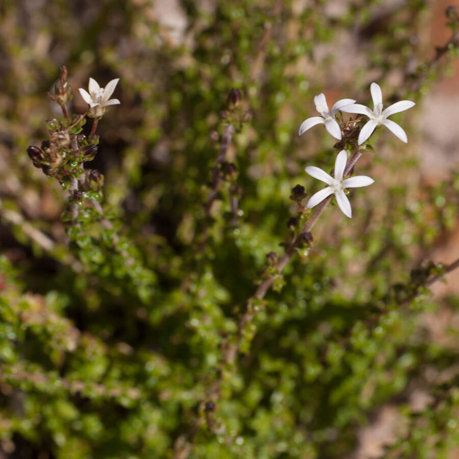 صورة Wahlenbergia tenella (L. fil.) Lammers