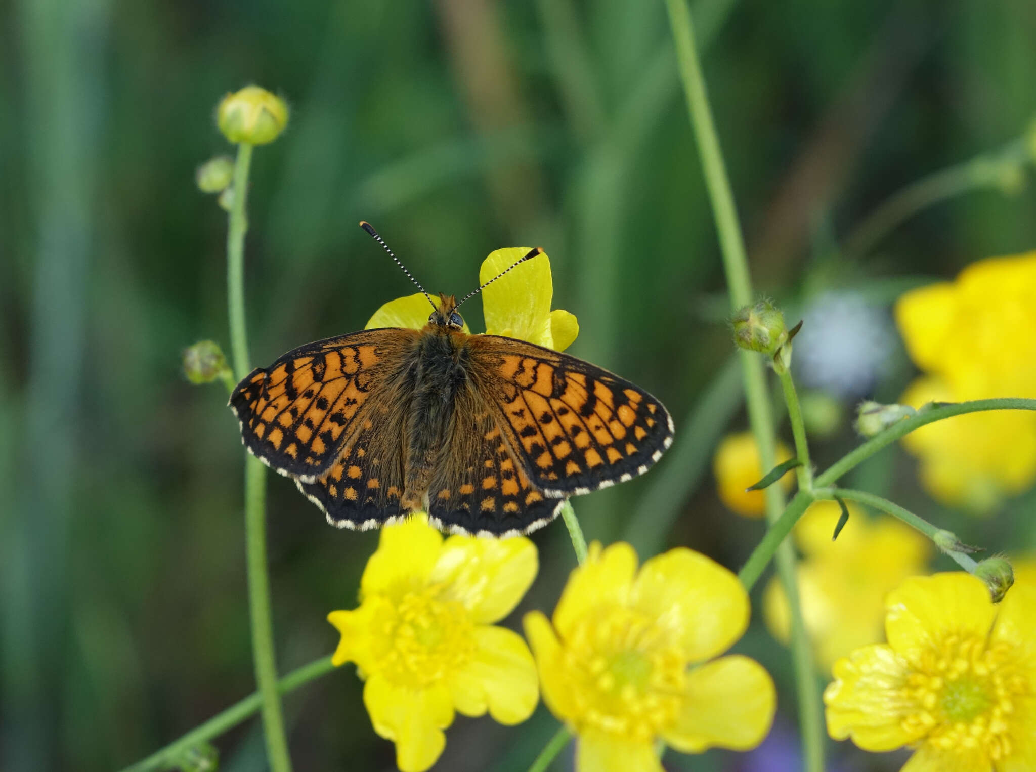 Image of Melitaea arcesia Bremer 1861