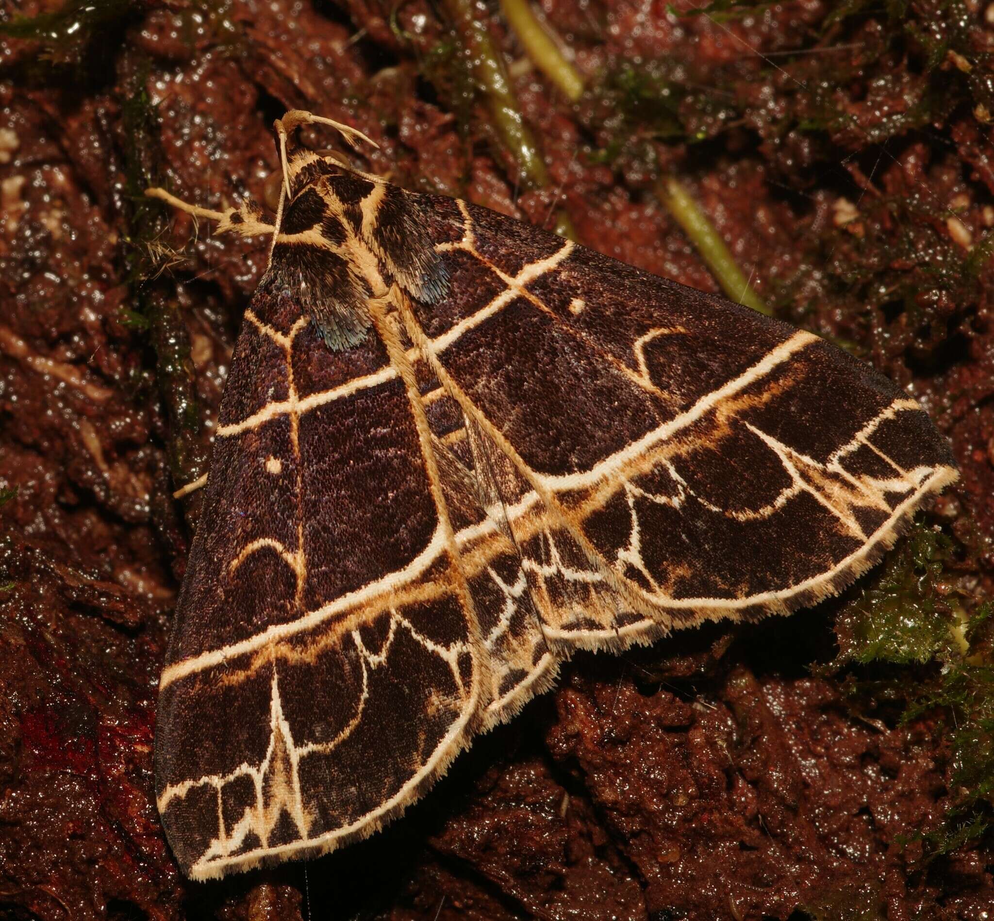 Plancia ëd Rejectaria niciasalis Walker 1858