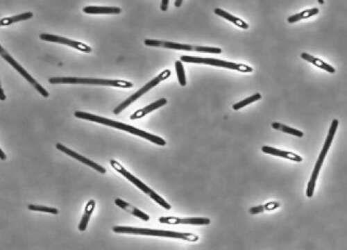 Image de Clostridium perfringens