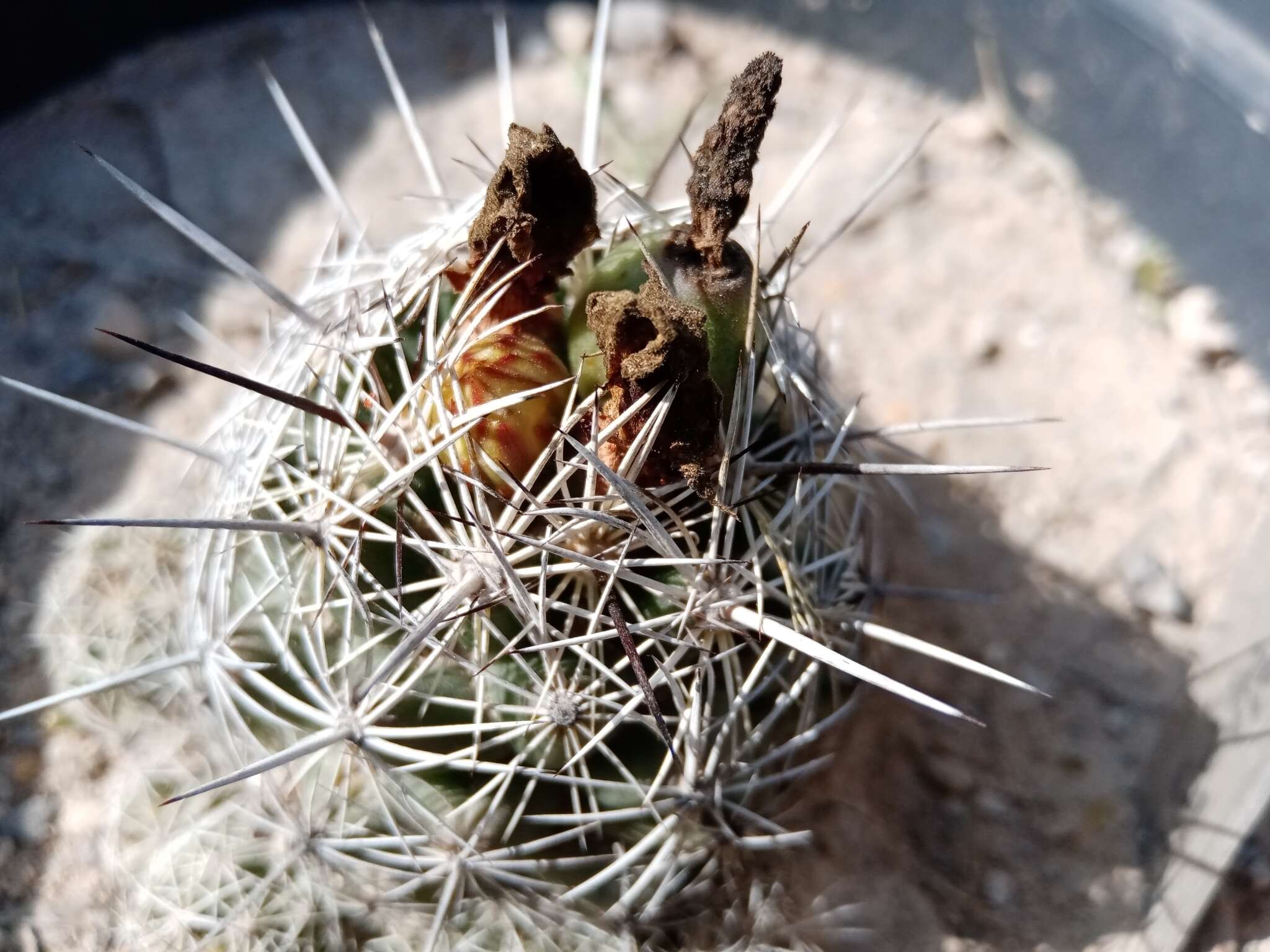 Image of Coryphantha pseudoechinus Boed.