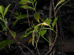 Image de Strophanthus divaricatus (Lour.) Hook. & Arnott