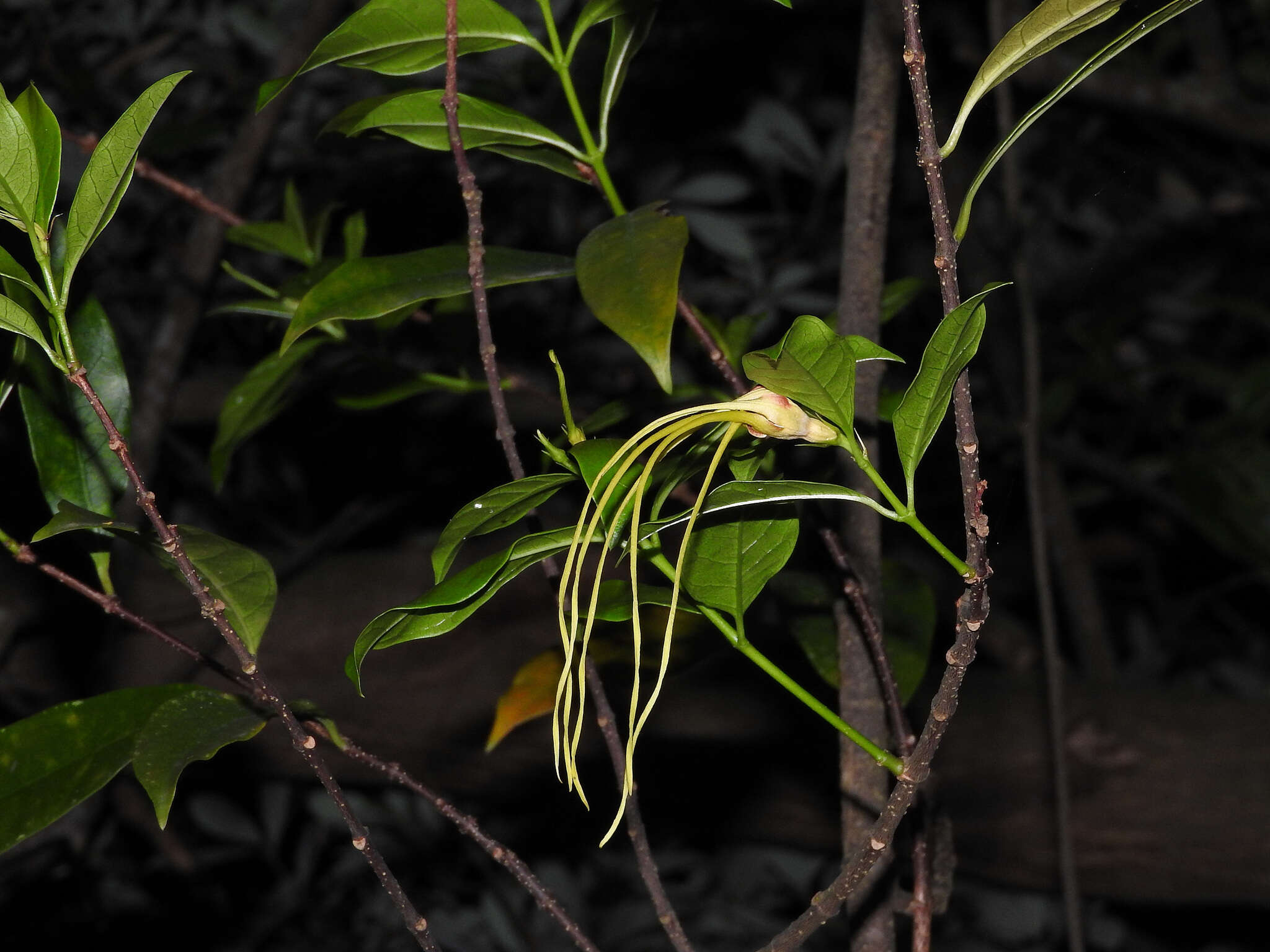 Image de Strophanthus divaricatus (Lour.) Hook. & Arnott