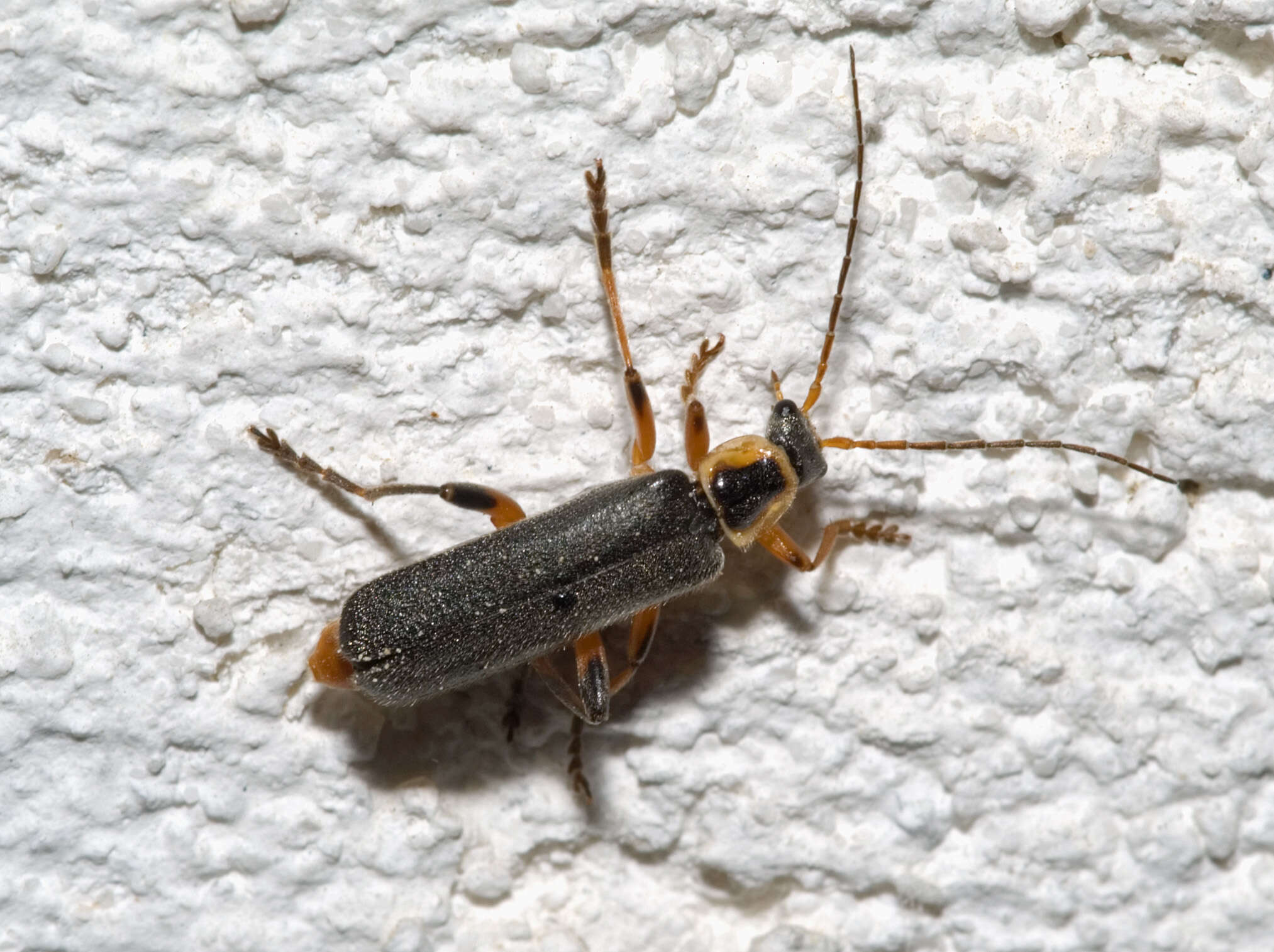 Imagem de Cantharis nigricans