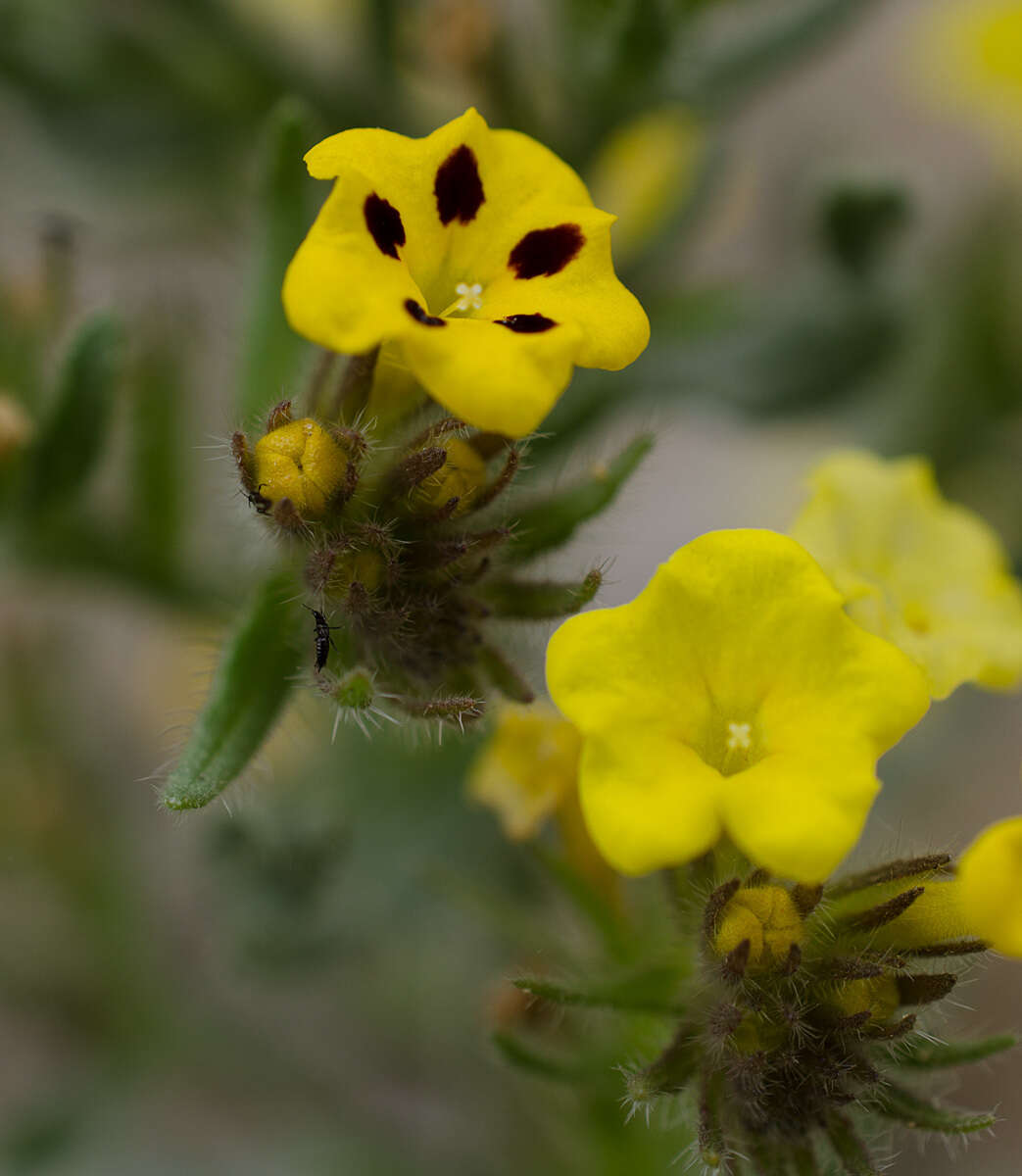 Image de Arnebia guttata Bunge