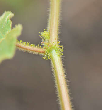 Sivun Passiflora foetida L. kuva