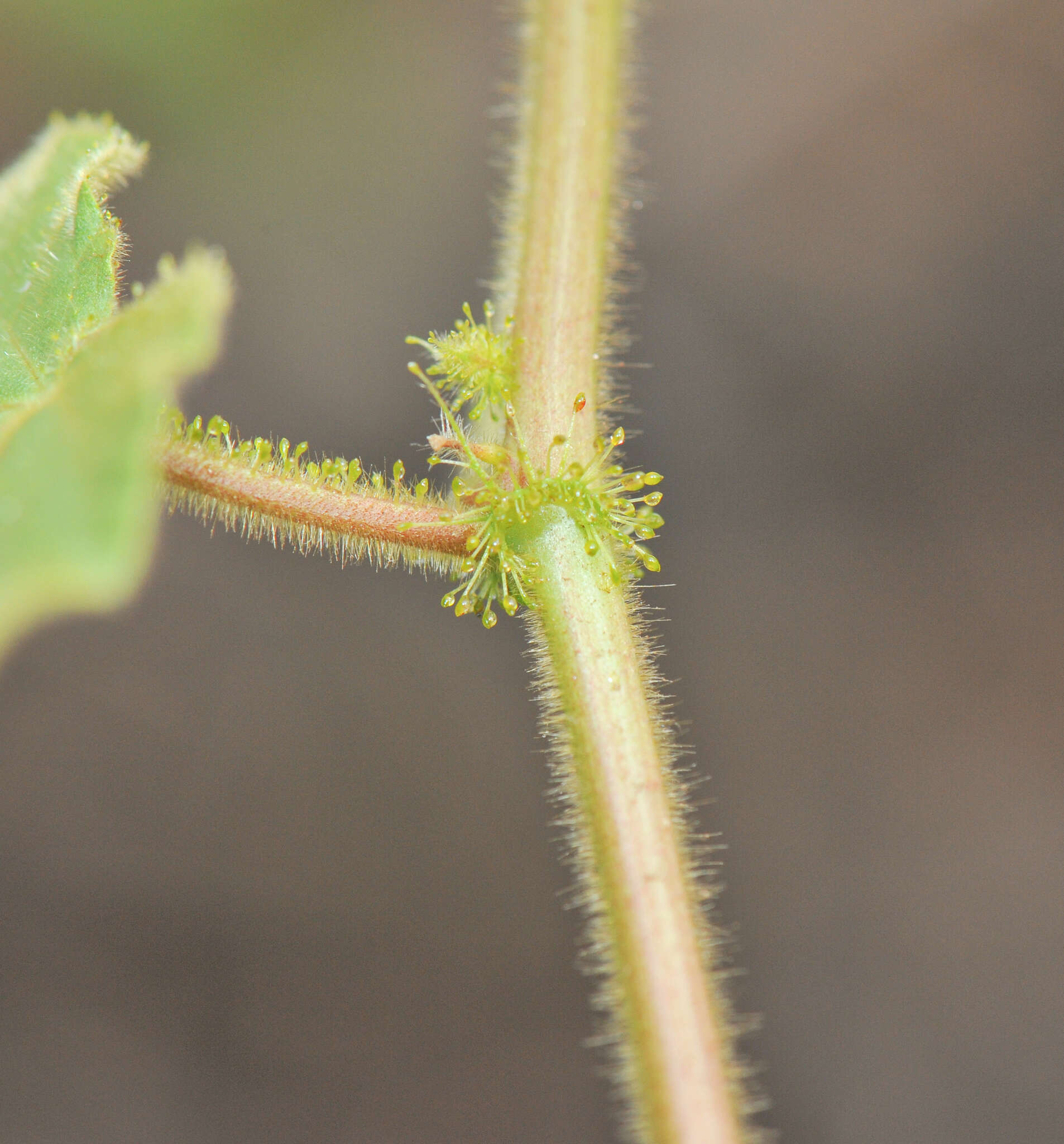 Image of fetid passionflower