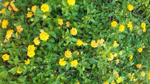 Image de Lantana polyacantha Schauer