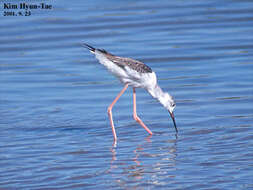 Image of Black-winged Stilt