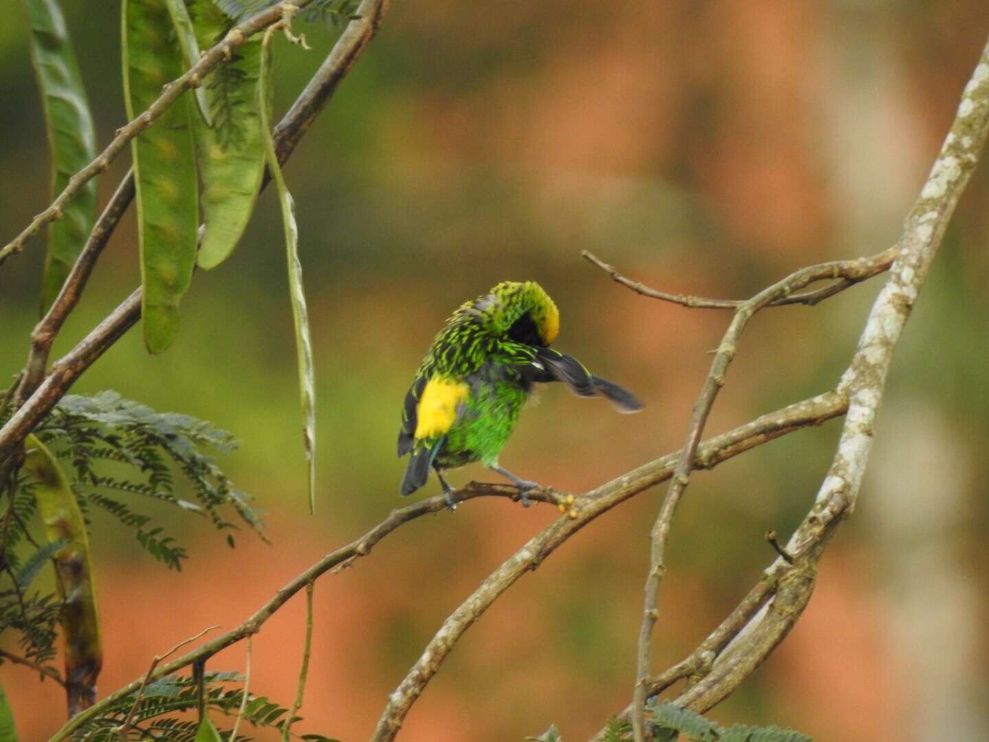 Tangara schrankii (Spix 1825) resmi