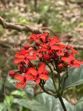 Слика од Clerodendrum splendens G. Don