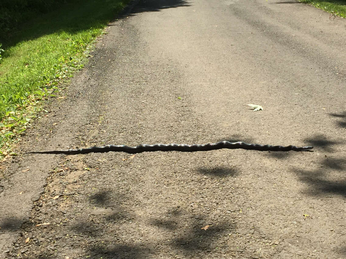 Image of Rat snakes