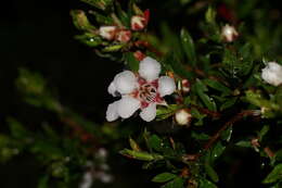 Image de Leptospermum nitidum Hook. fil.