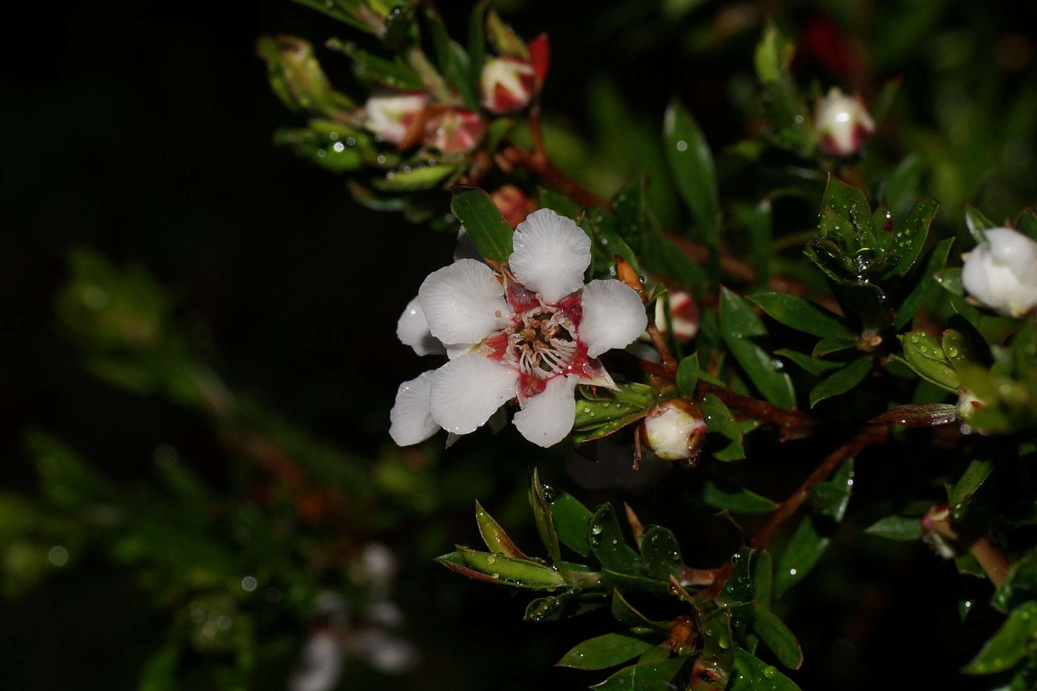 Sivun Leptospermum nitidum Hook. fil. kuva