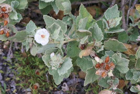 Imagem de Malacothamnus palmeri (S. Wats.) Greene