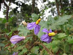 Image of Solanum richardii (Dun.) Lemee