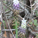 Image of Muscari cazorlanum C. Soriano, Rivas Ponce, R. Lozano & Ruíz Rejón