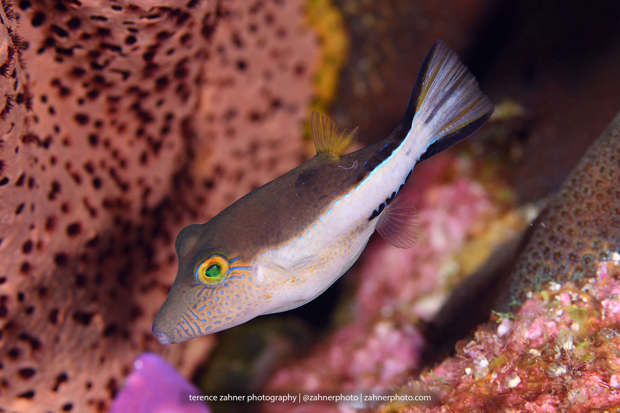 Слика од Canthigaster rostrata (Bloch 1786)