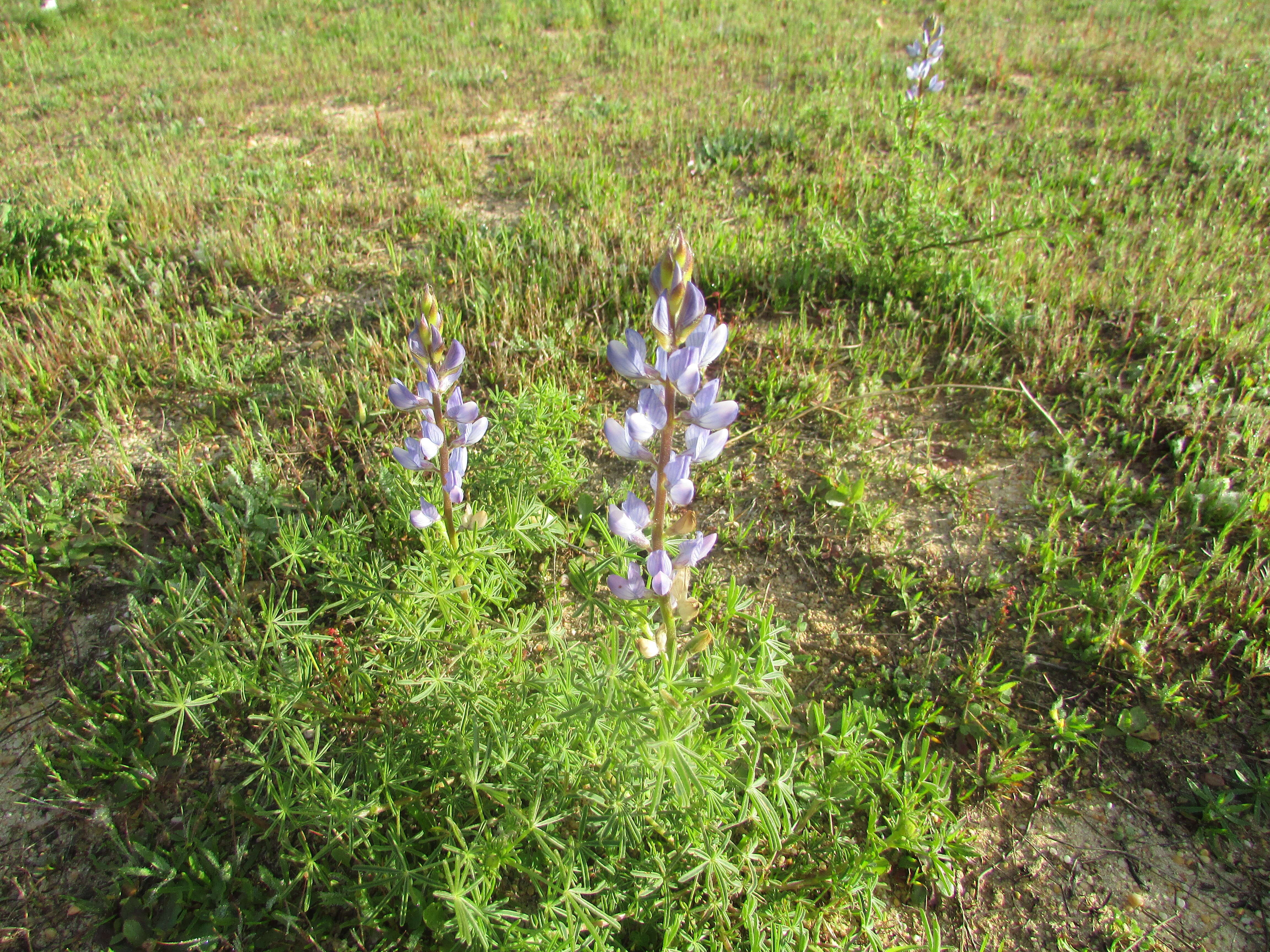 Image of narrowleaf lupine