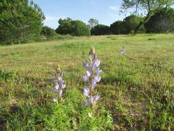 Image of narrowleaf lupine