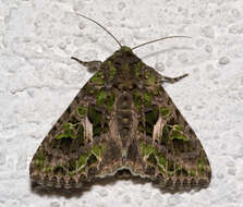 Image of orache moth