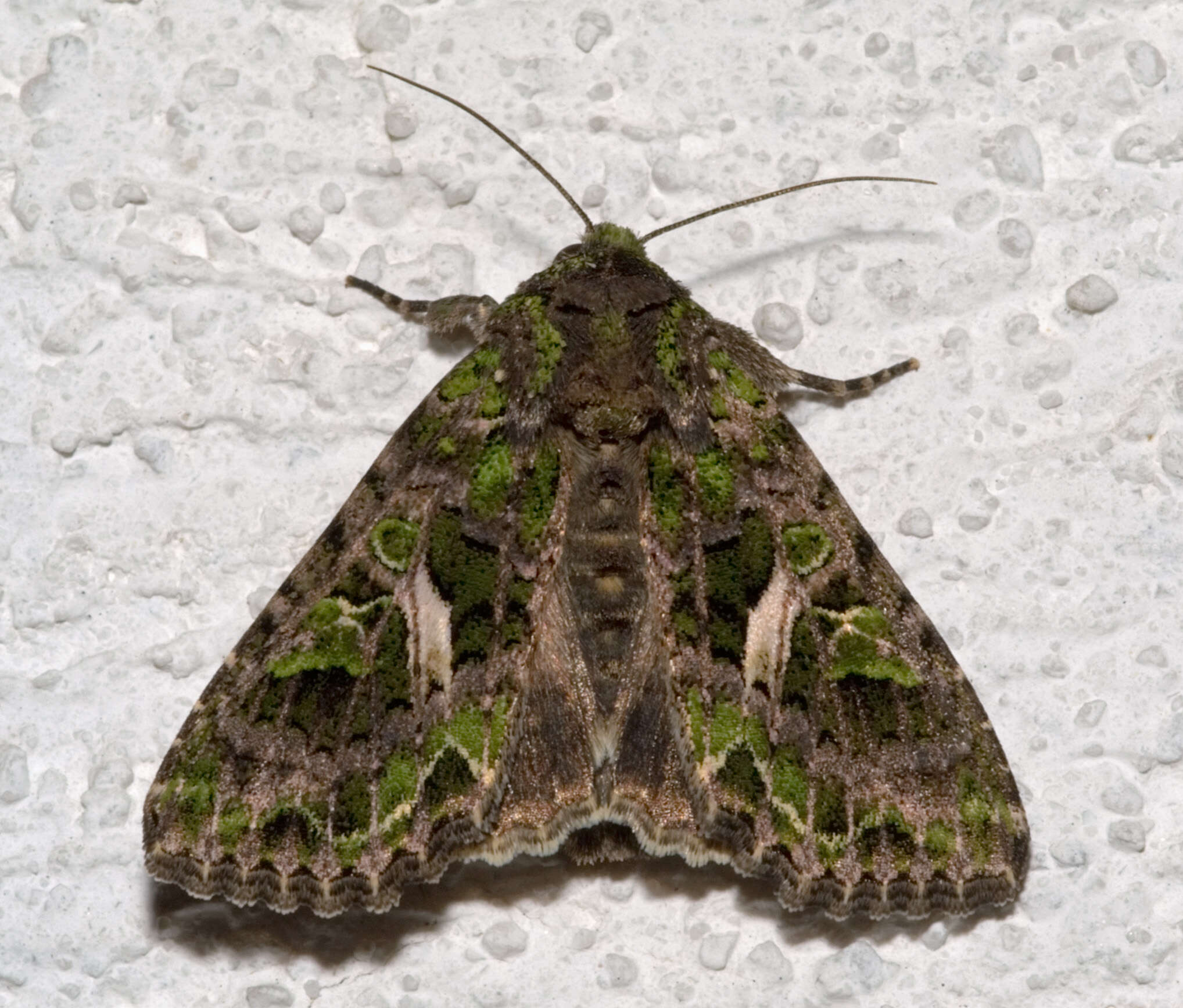 Image of orache moth