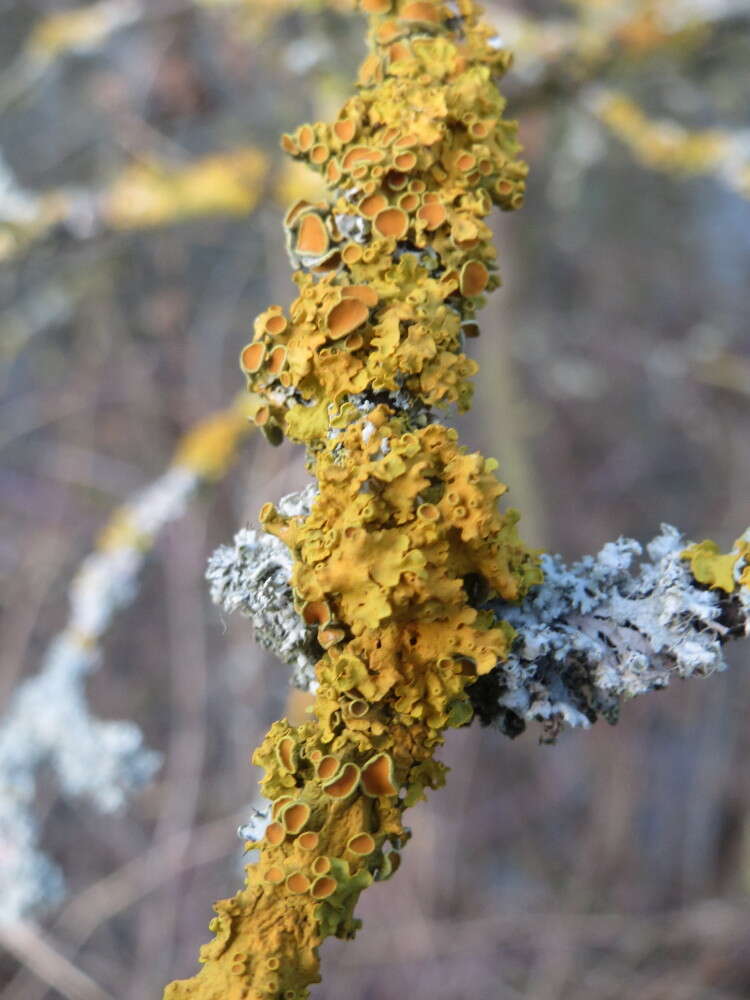 Image of orange wall lichen