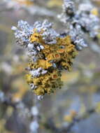 Image of orange wall lichen