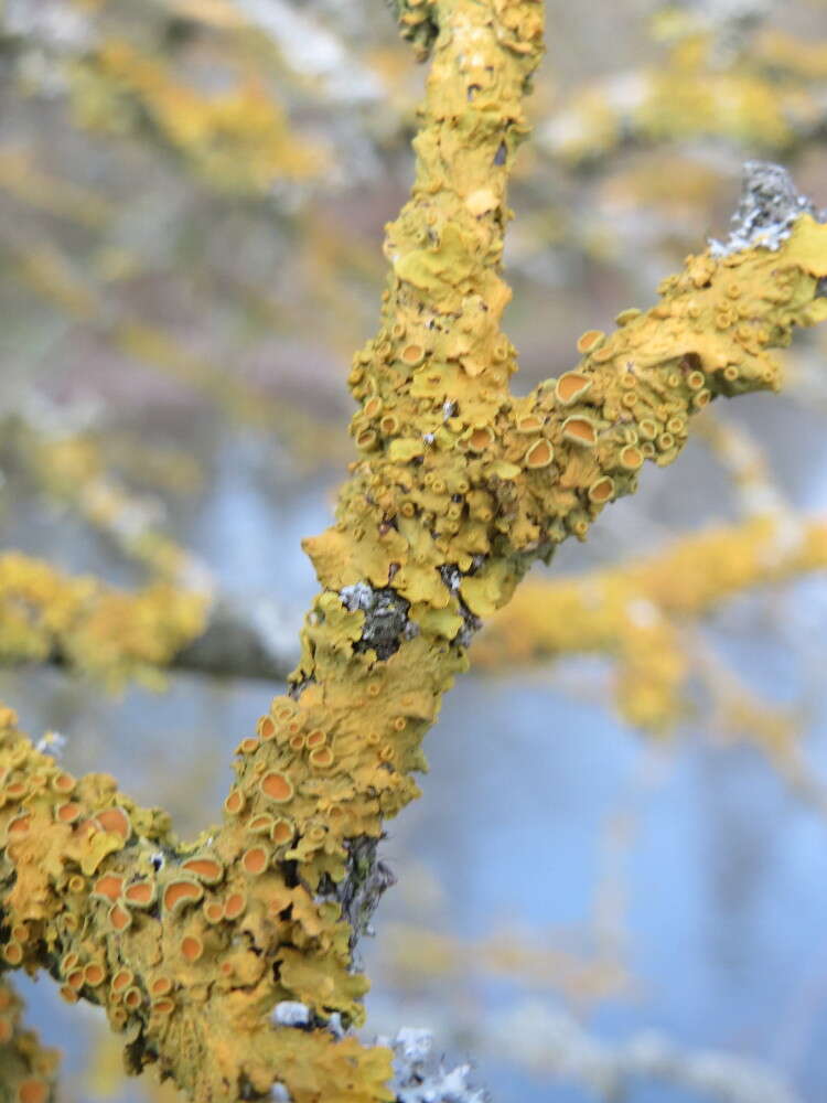 Image of orange wall lichen