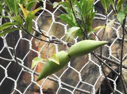 Image de Strophanthus divaricatus (Lour.) Hook. & Arnott