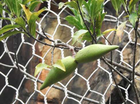 Слика од Strophanthus divaricatus (Lour.) Hook. & Arnott