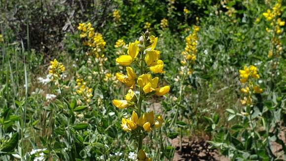 Слика од Thermopsis californica var. semota (Jeps.) C. J. Chen & B. L. Turner