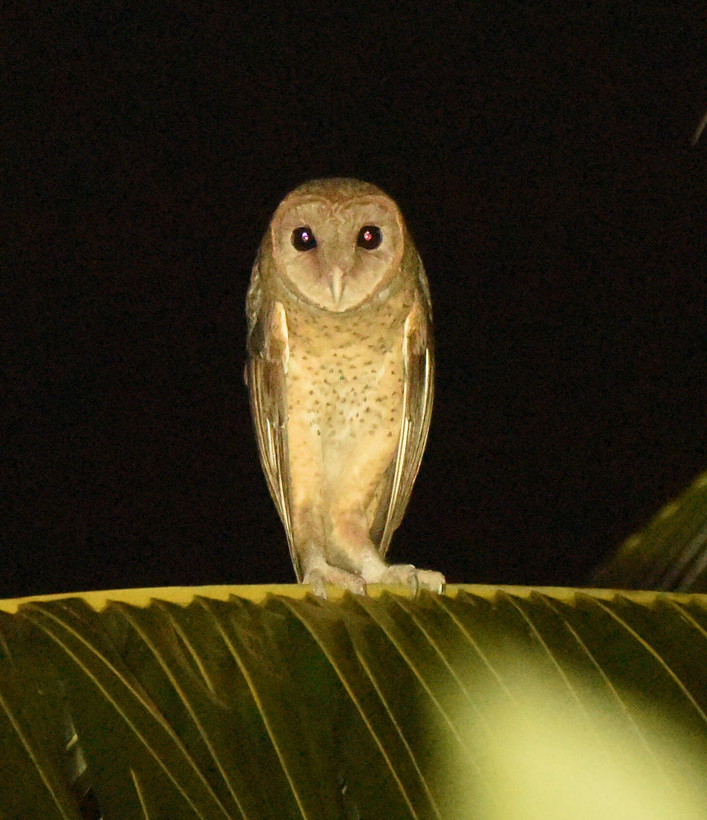 Image of Andaman Masked Owl