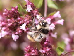 Image of Bombus formosellus (Frison 1934)